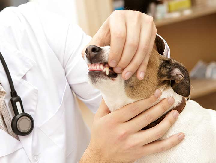 Norwalk Pet Dentist